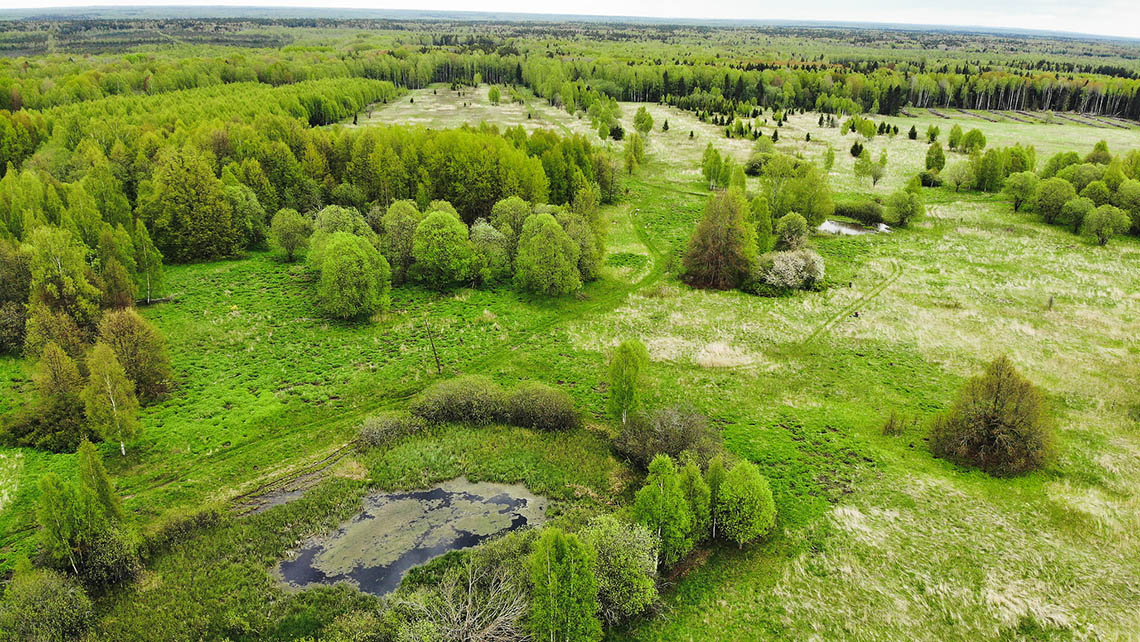 Урочище Голочёлово в мае 2020 г.