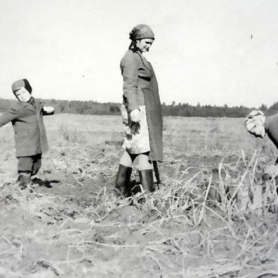 Сельхозработы на полях в Енино